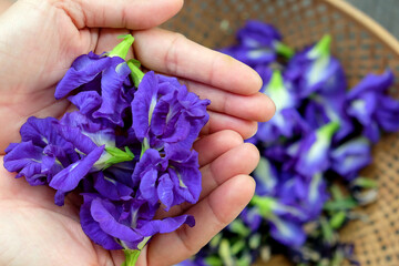 Butterfly pea flower in hand, Thai herbal medicine.