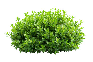 Closeup of Lush Green Bush
