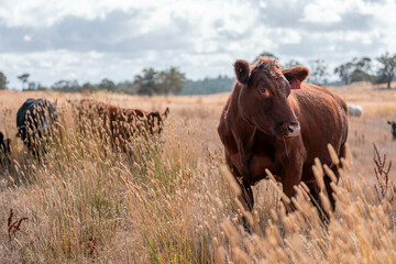 beef cows and cattle grazing on sustainable managed grasses on a farm holding microorganisms...