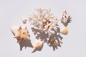 Collection of different seashells, starfish, coral on light gray background top view. Beautiful...