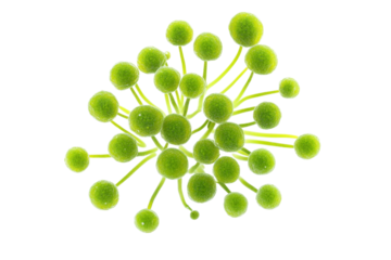 Detailed View of Fungal Microorganism Structure