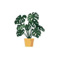 Fototapeta premium Monstera Plant in Pot Vector Illustration. Vector illustration of a Monstera plant in a yellow pot. The lush green leaves with distinctive holes are depicted against a plain white background.