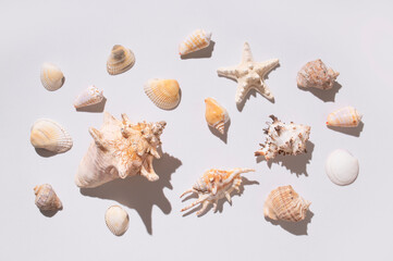 Collection of different seashells, starfish, coral on light gray background top view. Beautiful shells, summer tropical background, marine objects for design. Vacation concept