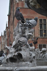 Naklejka premium Pigeons on fountain