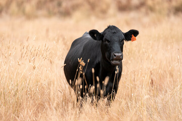 beef cows and cattle grazing on sustainable managed grasses on a farm holding microorganisms...