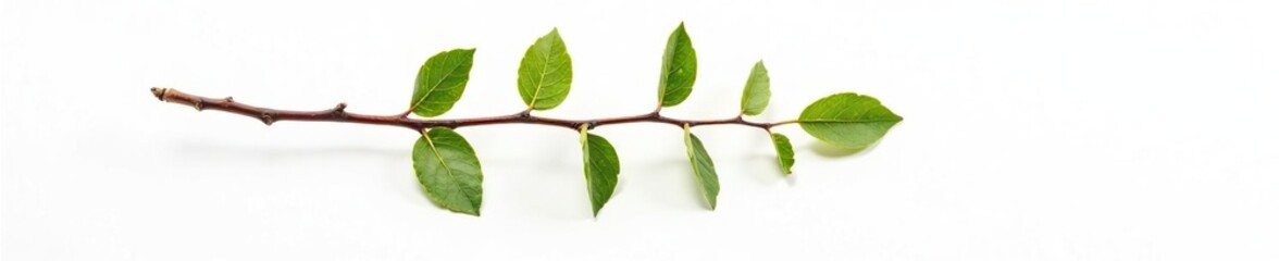 Obraz premium Single branch with a few loose leaves on white background, botanical, bloom