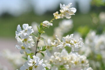 cherry blossom in spring