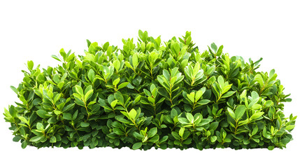 Obraz premium Vibrant Green Bush Isolated on White Background for Elegant Nature Designs