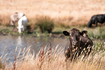growing beef cows and cattle grazing on sustainable managed grasses on a farm holding...