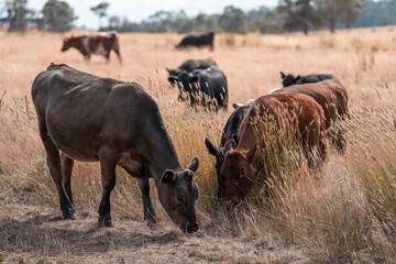 growing beef cows and cattle grazing on sustainable managed grasses on a farm. sustainable beef...