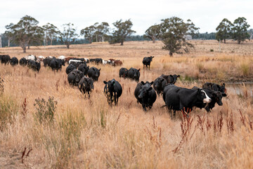 Obraz premium growing beef cows and cattle grazing on sustainable managed grasses on a farm. sustainable beef regenerative food farm