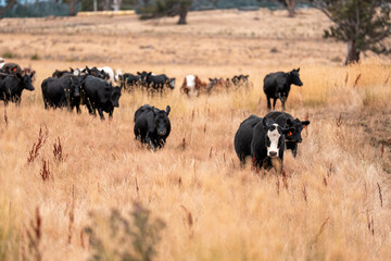 growing beef cows and cattle grazing on sustainable managed grasses on a farm holding...