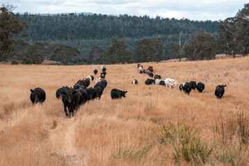 growing beef cows and cattle grazing on sustainable managed grasses on a farm holding microorganisms storing carbon sustainable regenerative food farm in a field on an agricultural farm in australia