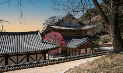 구례 화엄사의 화엄매.구례 화엄사의 홍매화