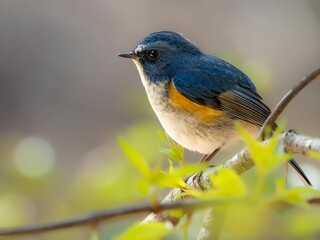 森の木陰で周りを見渡しているルリビタキの雄