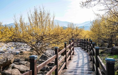 구례 산수유 수석공원의 노란 산수유꽃