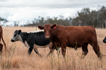 Growing beef cows and cattle grazing on sustainable managed grasses on a farm