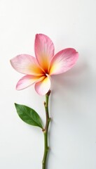 Fototapeta premium Single frangipani blossom with delicate petals on pure white backdrop, spring, bloom, beauty