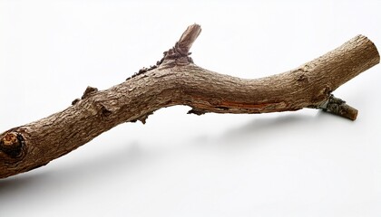 Fototapeta premium an ordinary broken branch from a tree on a white background isolated