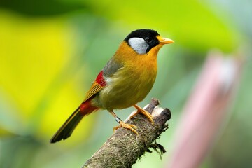 Fototapeta premium Silver-eared Mesia, a colourful and iconic bird of Fraser's Hill
