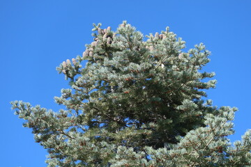 Tio of Concolor Fir tree in autumn, Colorado