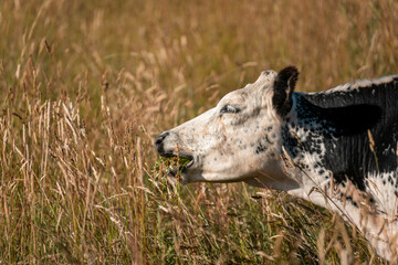 growing beef cows and cattle grazing on sustainable managed grasses on a farm. sustainable beef...