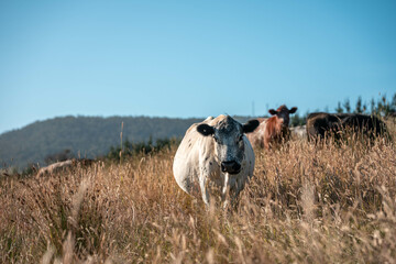 growing beef cows and cattle grazing on sustainable managed grasses on a farm. sustainable beef regenerative food farm