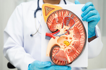 Chronic kidney disease, doctor with model for treatment urinary system, urology, Estimated...