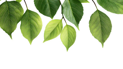 Vibrant Leaves on Transparent Background for Creative Projects and Designs