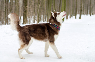Siberian husky walking in snowy forest, colorful collar visible. Winter setting with tall, bare...