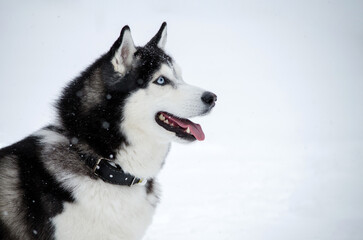 Husky with striking blue eyes stands in snowy terrain, mouth open, tongue out. Overcast lighting enhances black and white fur against white backdrop. Winter atmosphere conveys sense of playful freedom