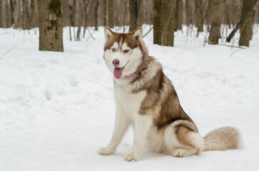 Siberian husky sits gracefully in snow, surrounded by leafless forest trees. Cool tones dominate scene, emphasizing winter atmosphere. Dogs pink collar adds contrast
