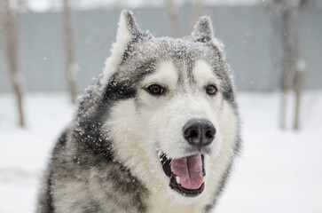 Fototapeta premium Siberian husky stands outdoors, surrounded by snow. Soft lighting highlights its fur and features, creating serene winter atmosphere. Background shows blurred trees, adding to wintery feel