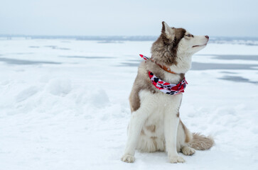 Husky sitting on snow-covered ground, adorned with red bandana, gazes into distance. Overcast sky and expansive snow create serene, cold atmosphere. Light gray tones dominate scene