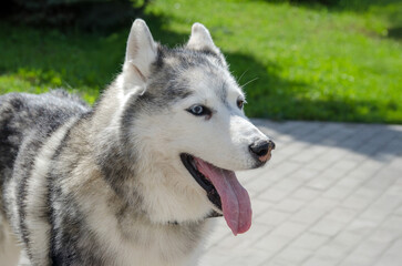 Siberian husky stands on sunlit pavement, tongue out, appearing joyful. Bright sunlight highlights fur, contrasting with green grass in background. Close-up angle captures striking blue eyes