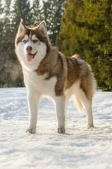 Brown and white siberian husky stands confidently on snowy path, surrounded by trees. Soft sunlight illuminates fur, casting gentle shadows on snow-covered ground, highlighting dogs vibrant expression