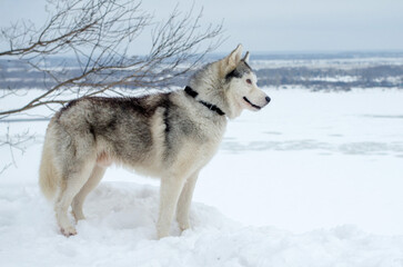 Siberian husky stands on snow, overlooking frozen landscape. Overcast sky creates serene atmosphere. Bare branches add contrast to scene