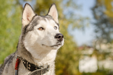 Obraz premium Close-up of siberian husky with striking heterochromia. Sunlight illuminates its face, highlighting blue and brown eyes. Blurred greenery creates serene backdrop