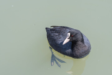 水面に浮かぶオオバン