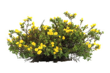 Stunning Yellow Flowers Bush