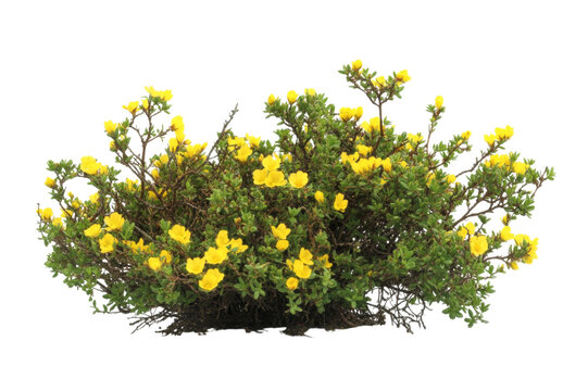 Stunning Yellow Flowers Bush