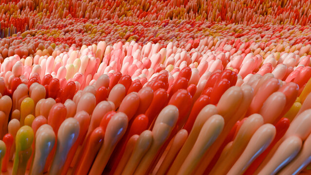 intestinal villi, Red microvilli in intestinal tract. close-up, Microbiology, anatomy, biology, science, medicine, medical and healthcare concepts, Digestive system, epithelial cells, loop, 3D Render