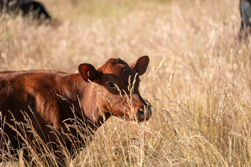 growing beef cows and cattle grazing on sustainable managed grasses on a farm. sustainable beef...