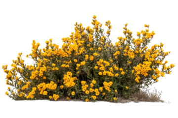 Stunning Yellow Flowers in Full Bloom