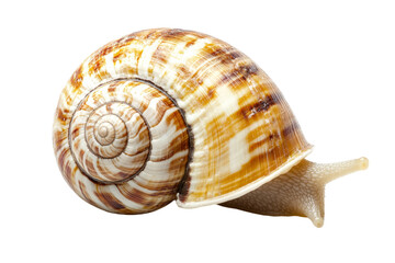 Obraz premium Closeup of a Snail Shell