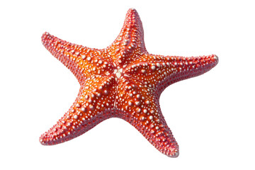 Vibrant Red Starfish, Close-up Detail