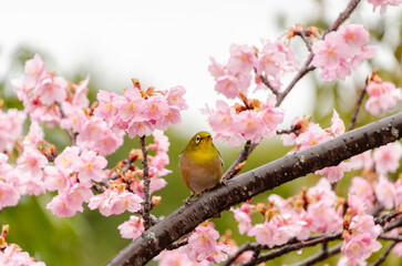 桜の枝にとまるメジロと春の花々