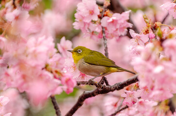 満開の桜の中に佇むメジロ