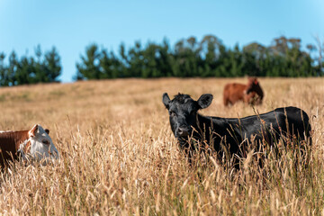 Growing beef cows and cattle grazing on sustainable managed grasses on a farm