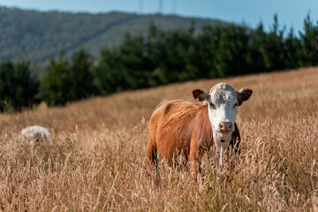 growing beef cows and cattle grazing on sustainable managed grasses on a farm. sustainable beef...